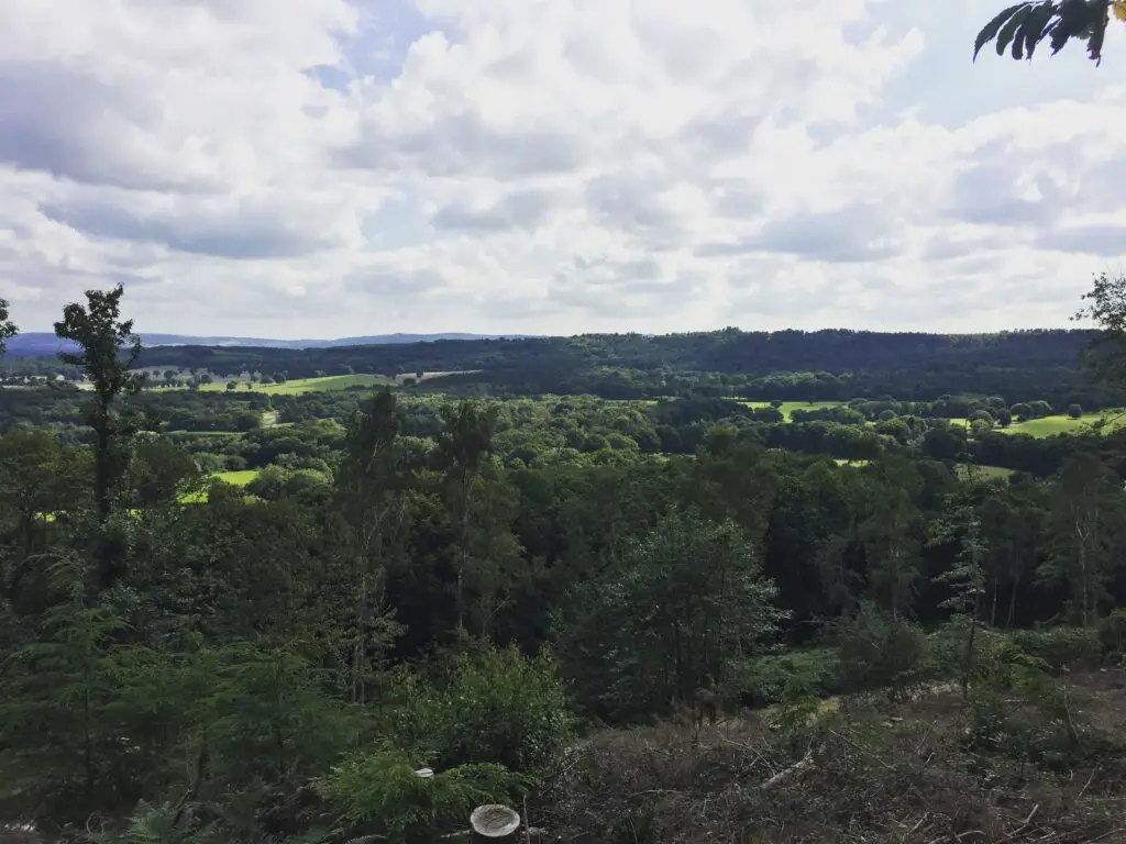 forest in sussex