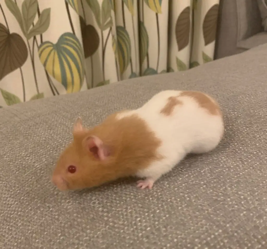 Yuri the Syrian hamster