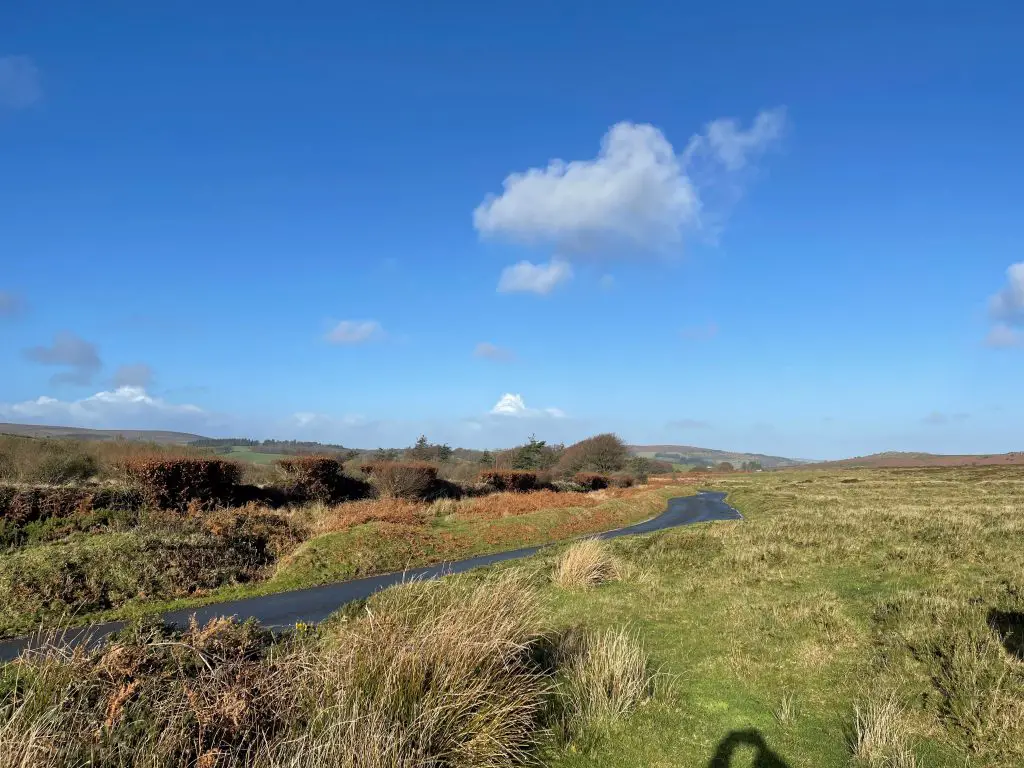 Image of a hedgerow on Dartmoor.