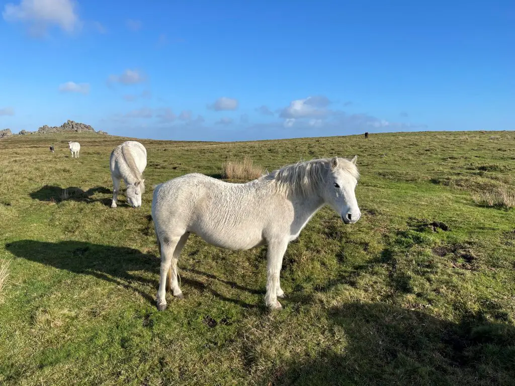 Image of Dartmoor ponies