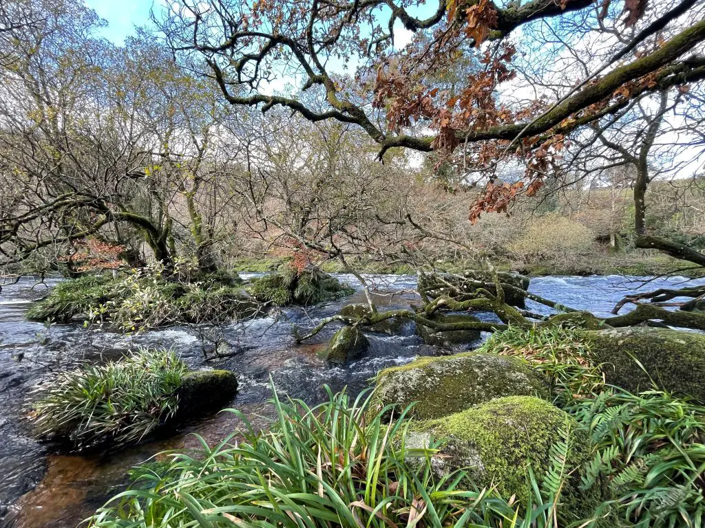 image of woody banks along the River Dart.