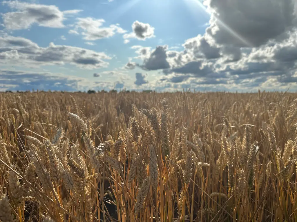 cornfields bathed by the summer sun