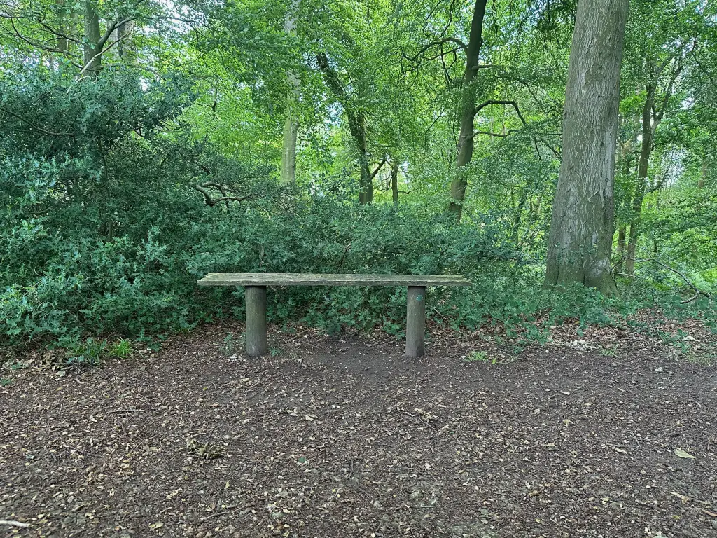 bench on a woddland trail